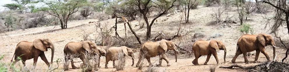 8 Day Kenya Tour - Nairobi, Samburu and Masai Mara