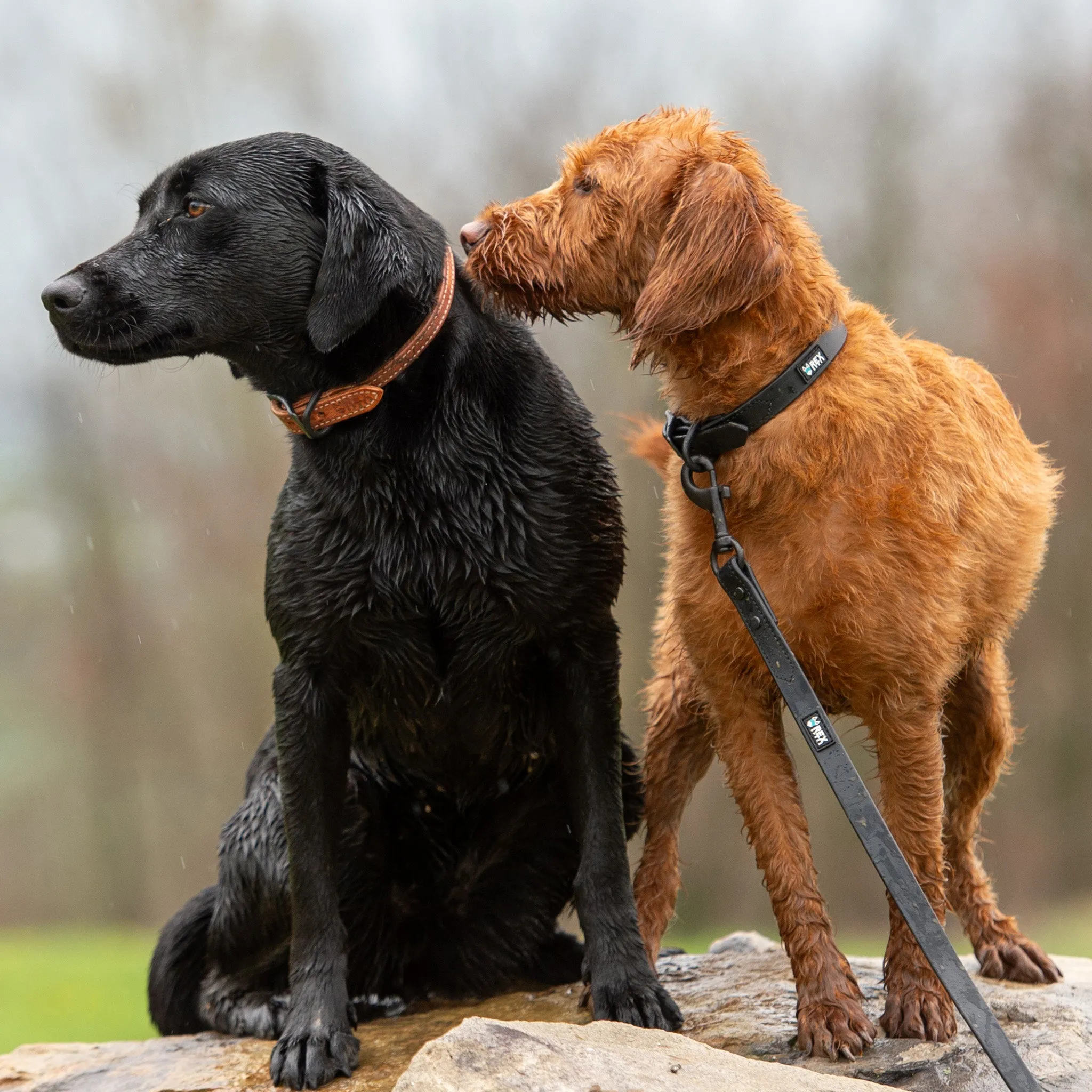 Weather-Resistant Brahma Leash