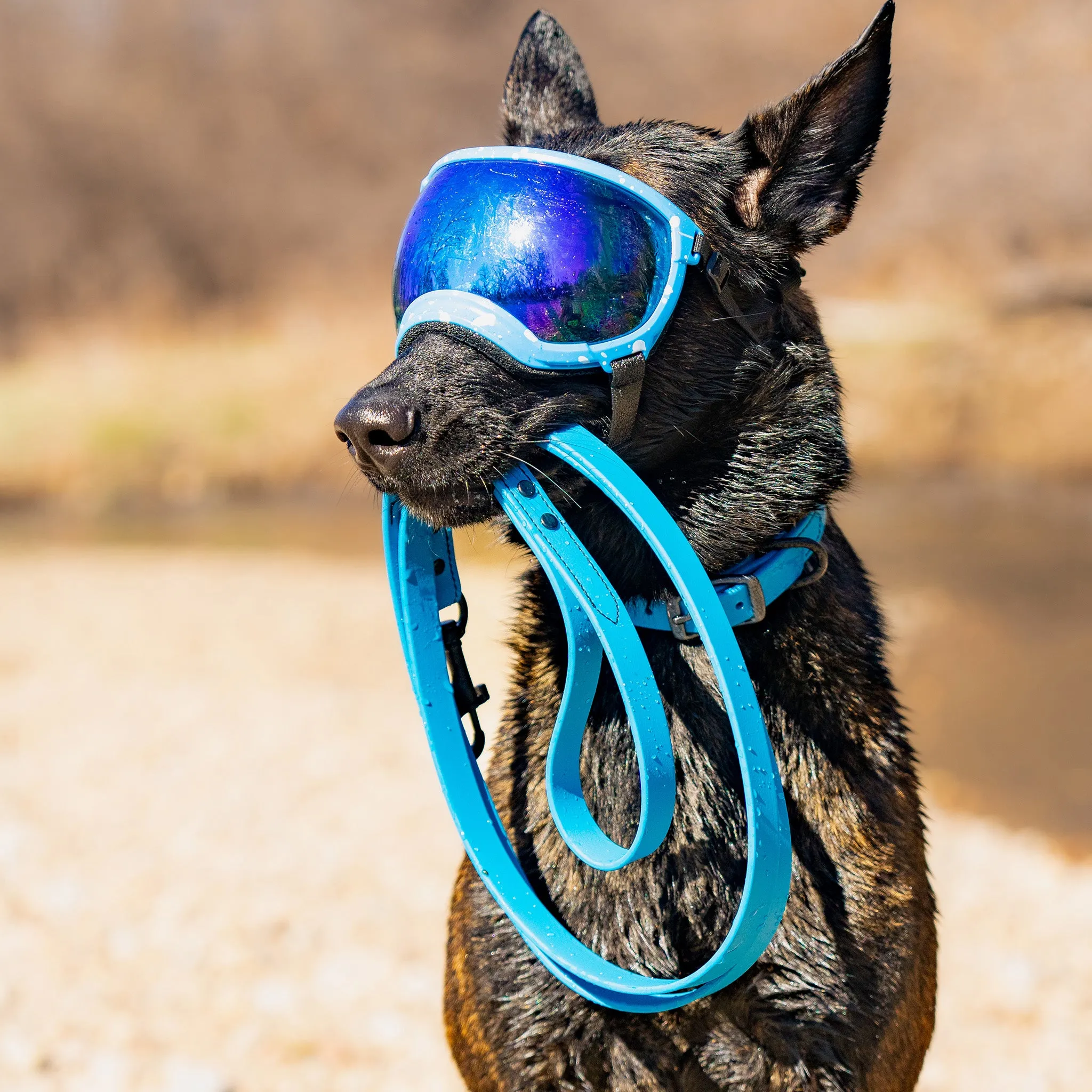 Weather-Resistant Brahma Leash